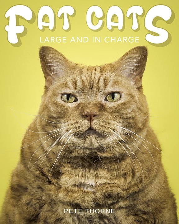 Fat Cats Photo Project: The Heartwarming Side Of Chubby Feline Friends