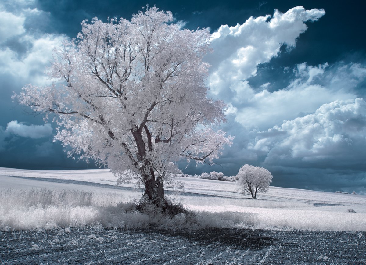 Przemyslaw Kruk Showcases the Surreal Beauty of Infrared Photography