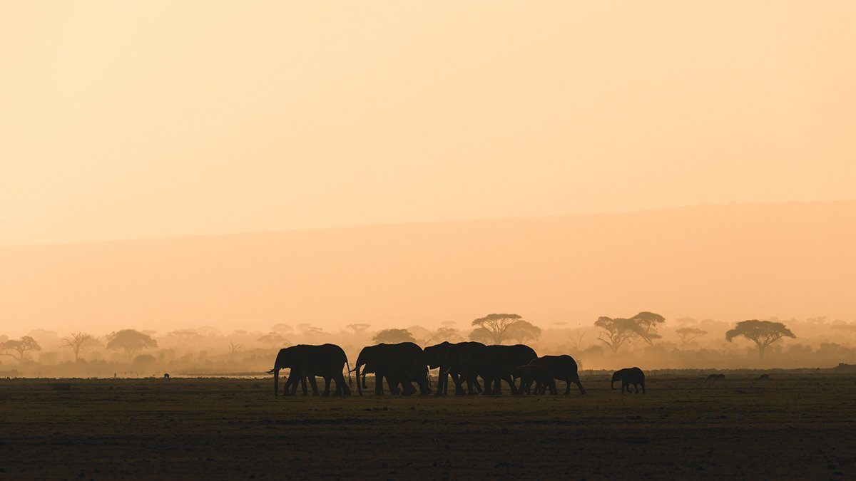 Stian Klo Captures the Majestic Wildlife of the Kenyan Landscape