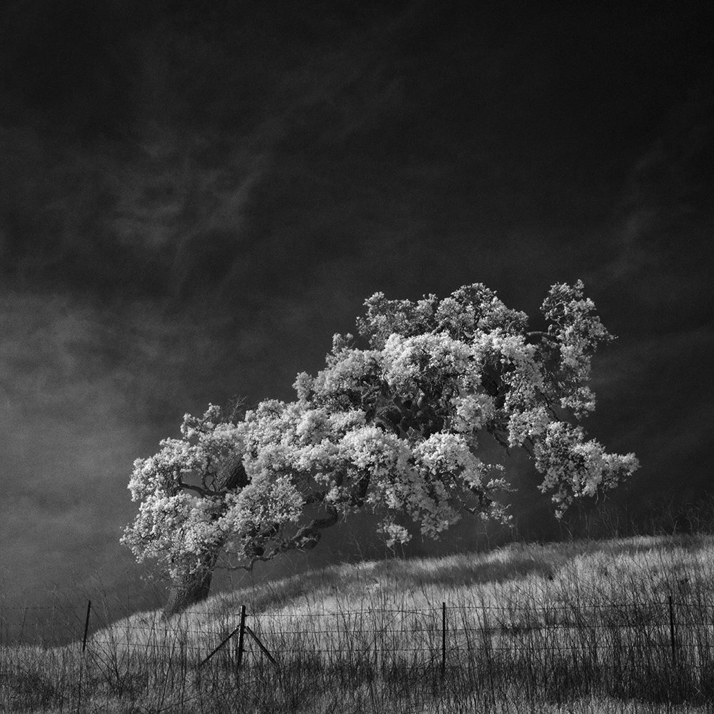 Slices of Silence: Quiet Black and White Infrared Landscapes