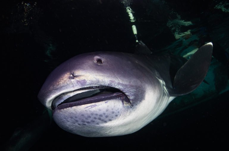 Photographer Zola Chen Captured the Ultra Rare Megamouth Shark