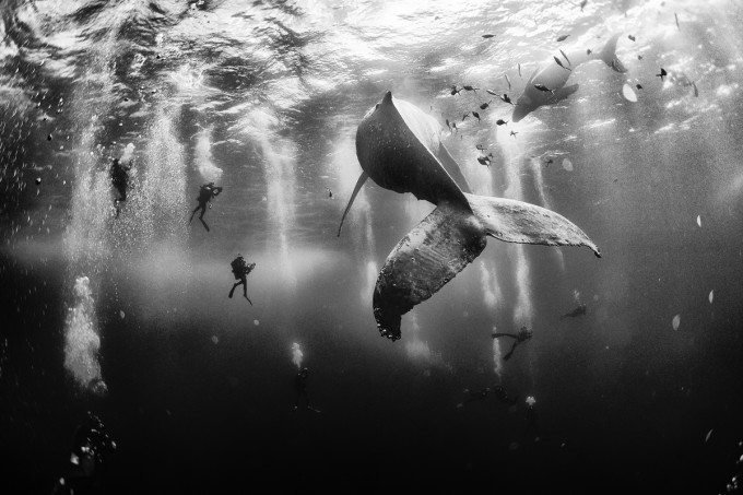Anuar Patjane Brilliantly Photographs Life Underwater
