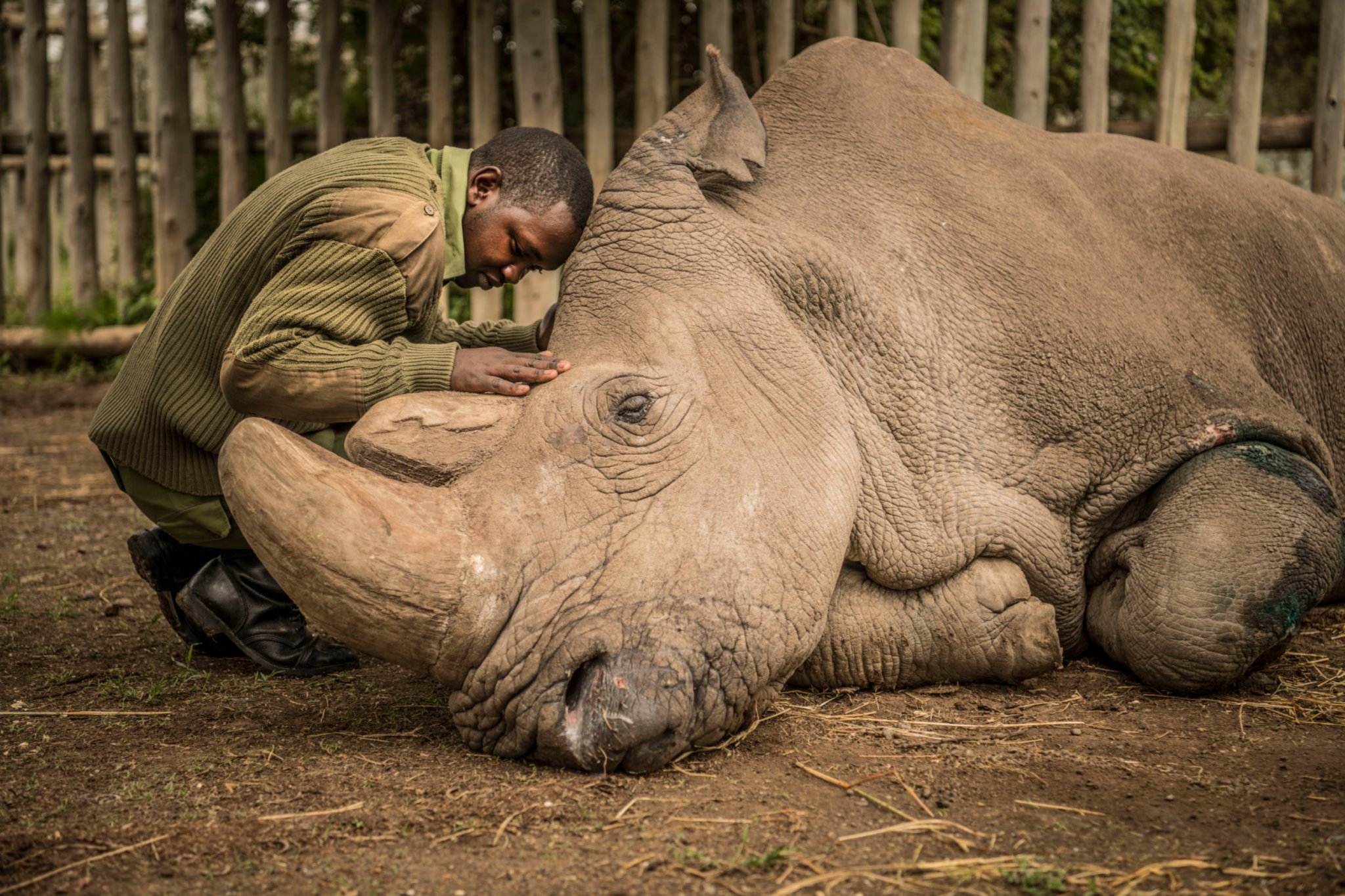 Nat Geo Photographer Ami Vitale on Photographing the Last White Rhinos