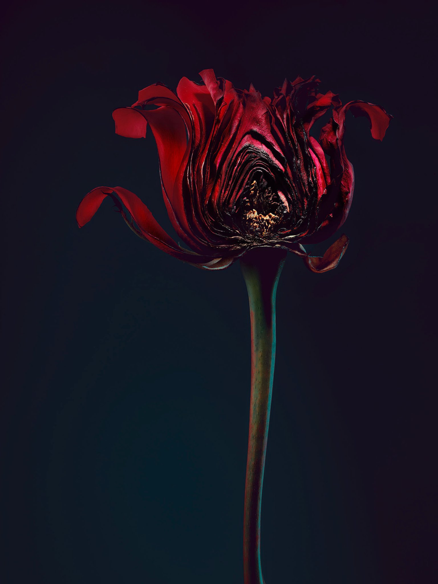 Simon Puschmann Uses Powerful Flower Analogy Inspired by "Me Too" Campaign
