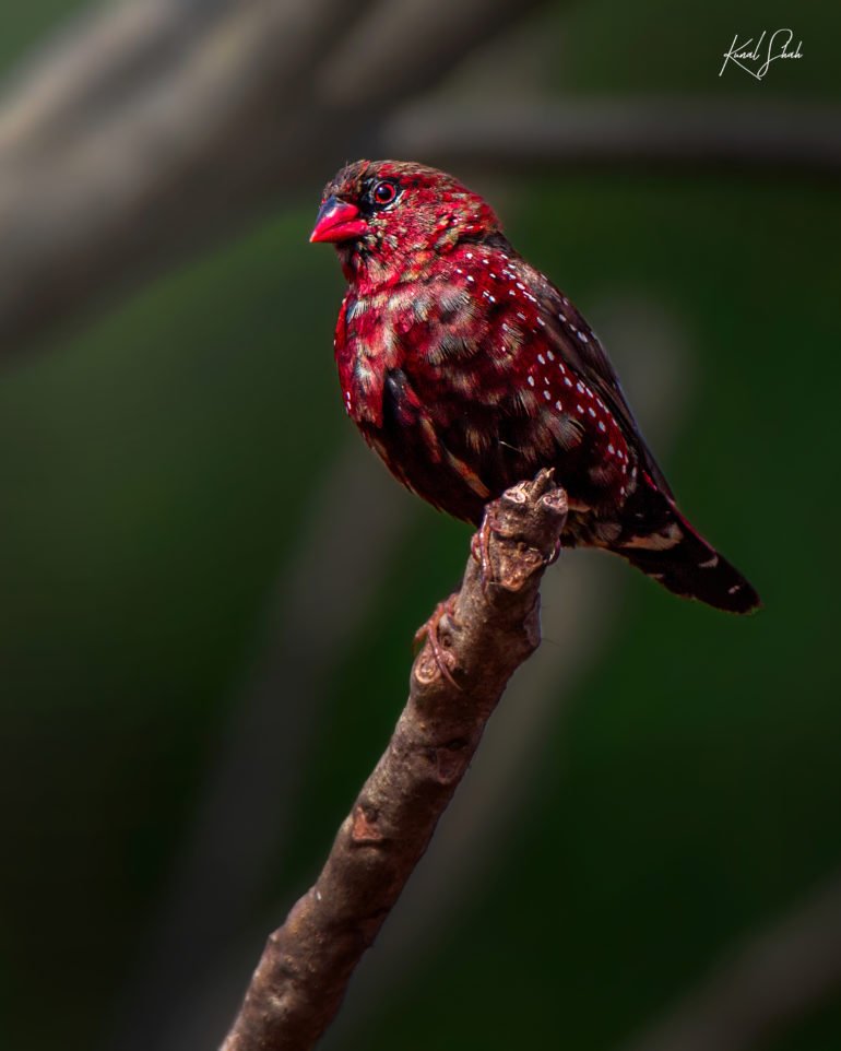 Kunal Shah Captures the Astonishing Beauty of India's Birdlife