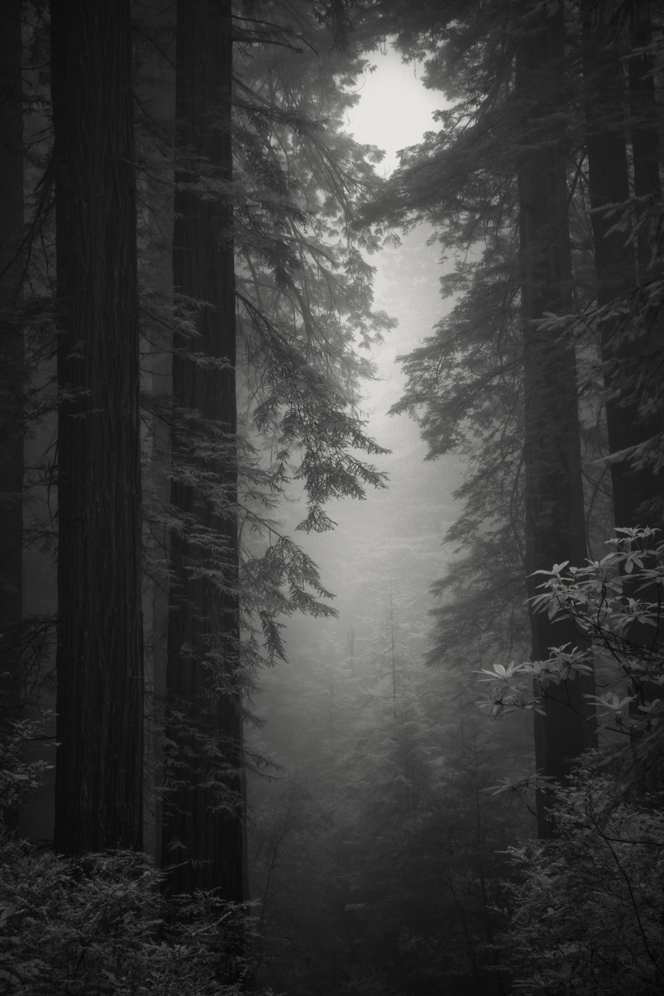 Nathan Wirth's Infrared Sony a7r Got These Spooky Redwood Photos