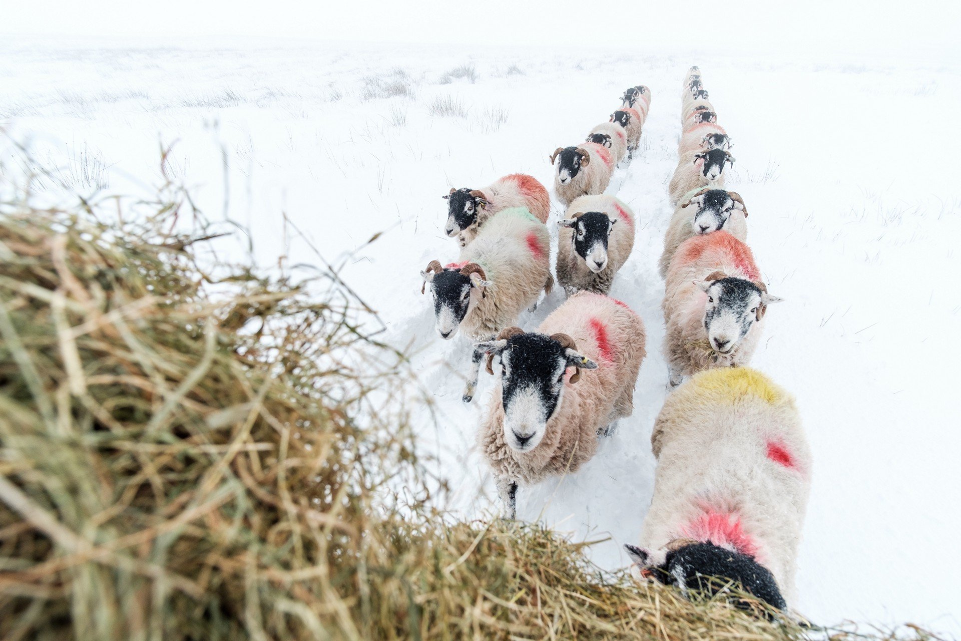 Guy Carpenter Documents the Beautiful Life of Sheep With No Photoshop
