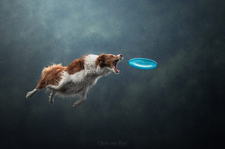 It's All About Flying Dogs in Chris Van Riel's Amazing Action Photos