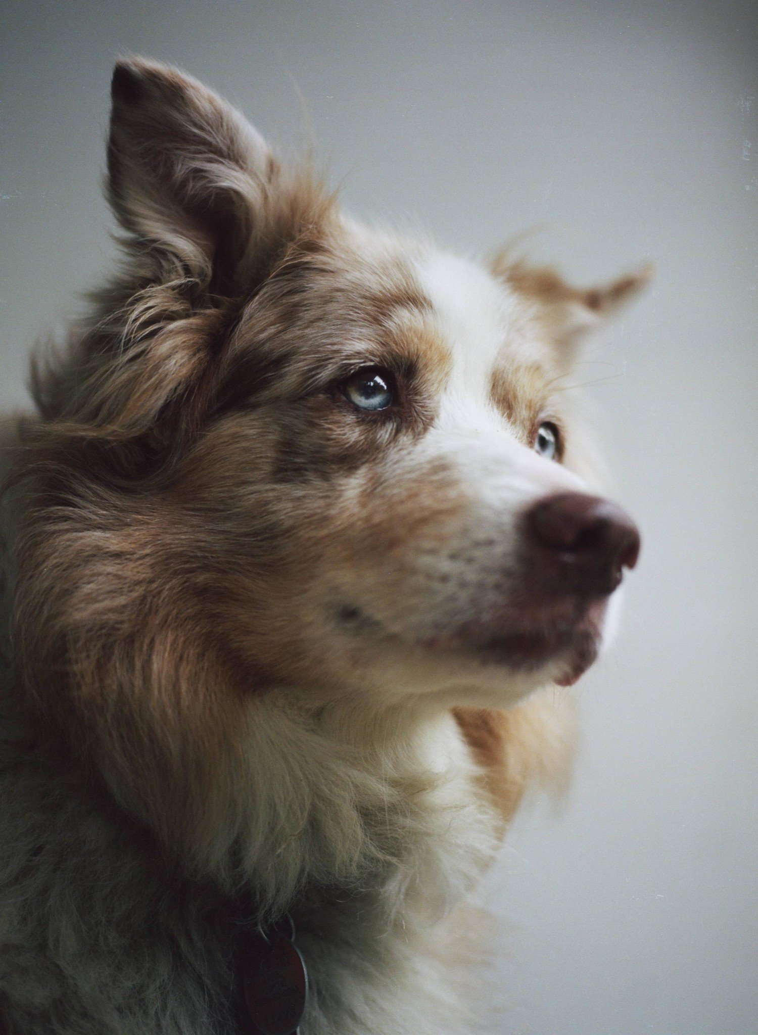Nicholas Lindsey's Beautiful Analog Portraits of Dogs