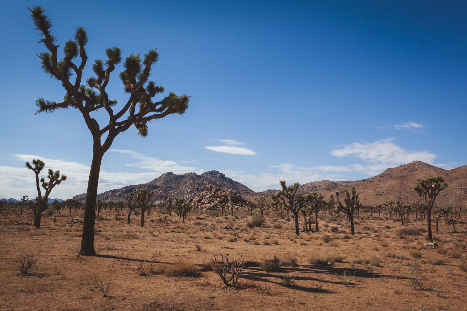 11 Best Hikes in Joshua Tree National Park