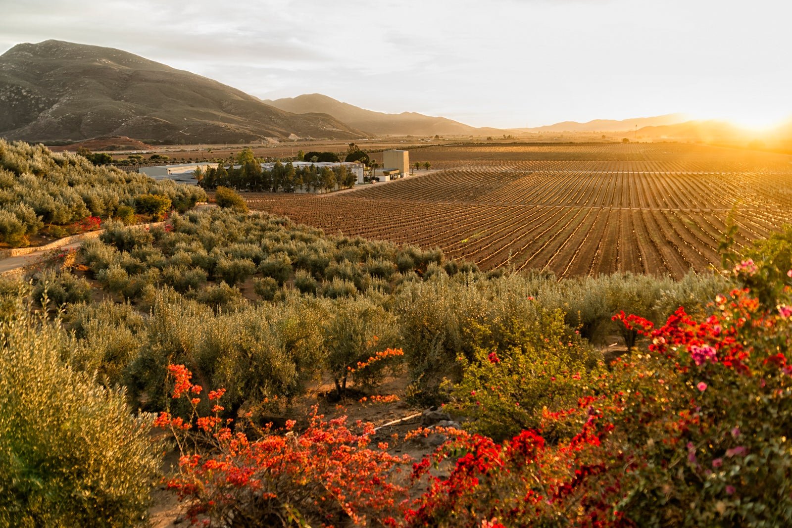 TPG's guide to Mexico's answer to Napa Valley: Valle de Guadalupe