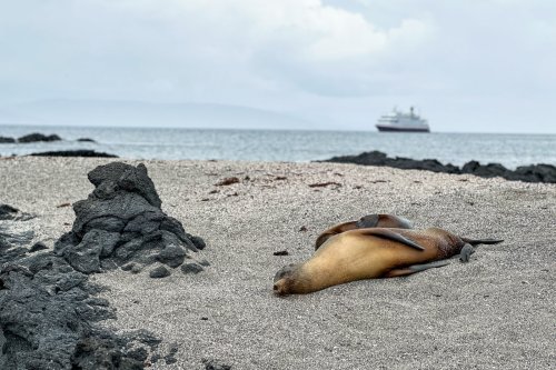 Galapagos cruise guide: Best itineraries, planning tips and things to do