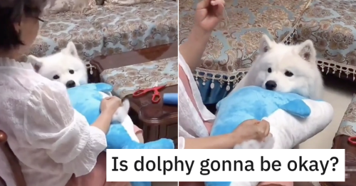 This dog’s face waiting for his favourite toy to be mended is a proper picture