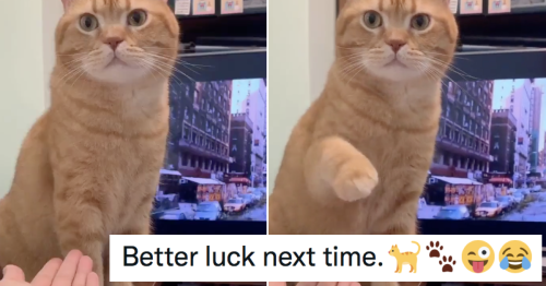 This cat’s magnificent ‘old one-two’ is a simply pawsome burn