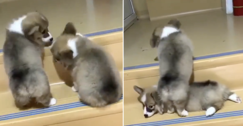 This puppy giving his buddy a leg-up is this week’s loveliest thing
