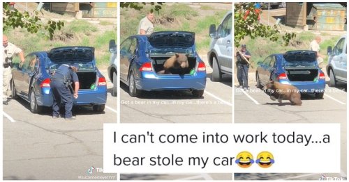 This bear definitely took a wrong turn