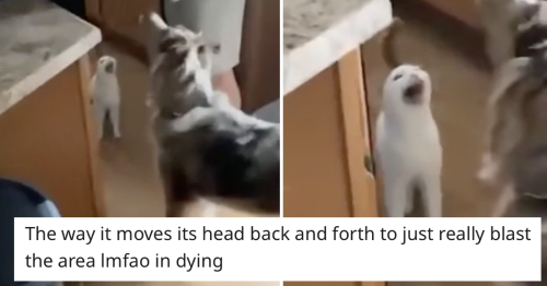 this-cat-s-hilariously-loud-meow-is-8-seconds-very-well-spent-flipboard