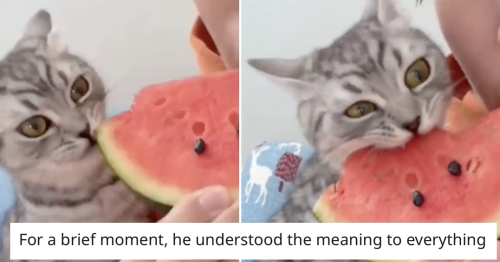 No matter how funny you think this cat’s response to tasting watermelon is going to be, it’s better