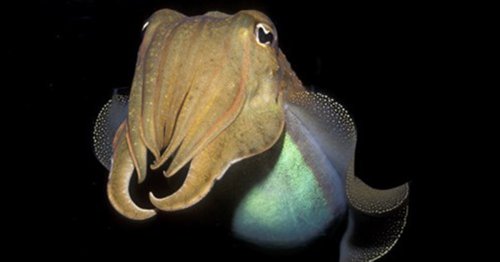 A Cephalopod Has Passed a Cognitive Test Designed For Human Children