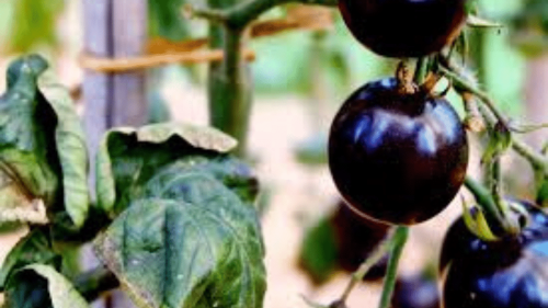 Why the success of the purple tomato is a win for GM foods