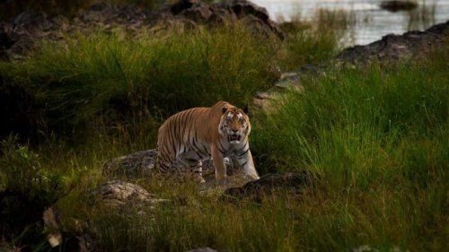Mr India, Machli, Maya—Why India’s tiger reserves keep breaking the no-naming rule