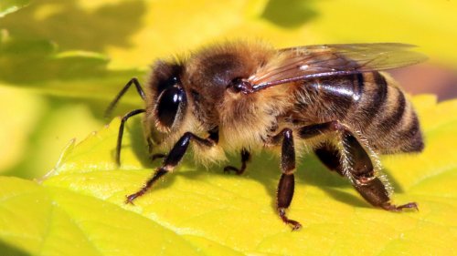 The honeybee is cute, charismatic, and misunderstood