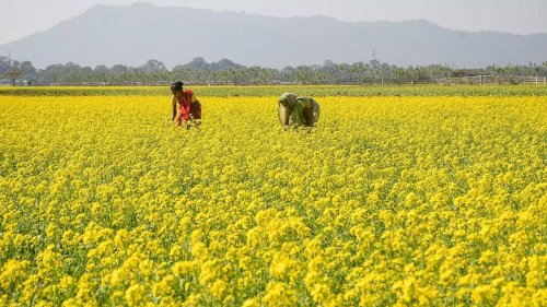 China approves 81 GM seeds to boost maize & soybean as Indian biotech is blocked & crop yields languish