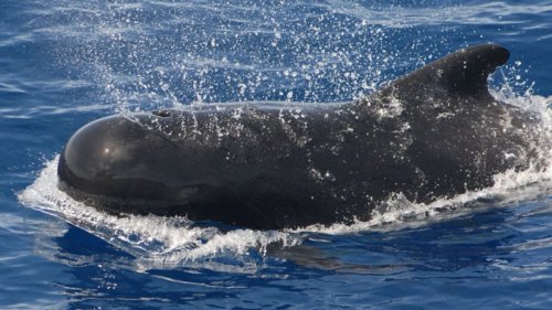 Pacific islands leaders grant whales & dolphins ‘personhood’ status. India did it over a decade ago