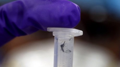 Big push in fight against malaria, dengue: 4 more institutes to train vector-illness experts