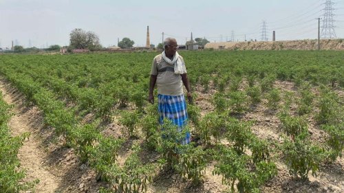 Paddy to chilli — What Tamil Nadu farmers’ 'Red Revolution' can teach Punjab