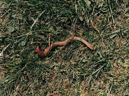 Study finds earthworms contribute to global grain production