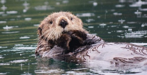 How otters’ love for eating purple sea urchins is protecting fragile ecosystems