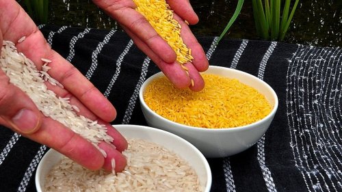 After India, Bangladesh & Vietnam, now Philippines harvests GM Golden Rice to cure 'hidden hunger'