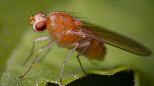 Don't judge fruit flies by their annoying buzzing behaviour. See their economic importance