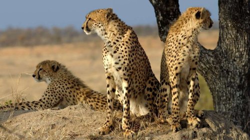 ‘Mistakes will be made’: Why worries stalk India’s plans to bring back the cheetah