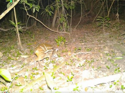 Chhattisgarh: Rare Indian Mouse Deer spotted in Kanger Valley National Park