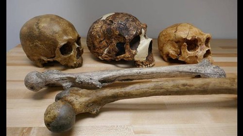 How climate is changing our body size, and why our 'brains are shrinking'