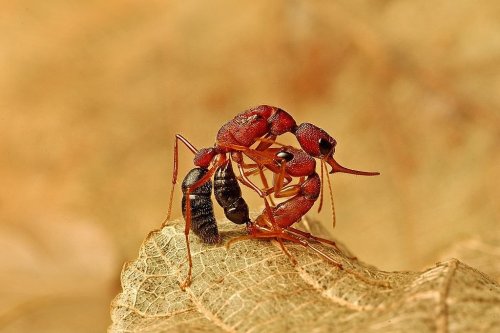 Indian jumping ants shrink their brains trying to become queen