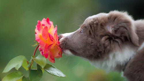 Sensory Gardens for Dogs Help Reduce Stress and Boost Well-Being at Homes and Animal Shelters