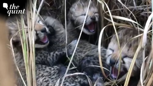 Cheetah Death Toll Mounts at MP's Kuno National Park as Two More Cubs Succumb