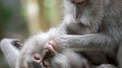 Elon Musk's Neuralink Reportedly Subjected Monkeys To 'Extreme Suffering'