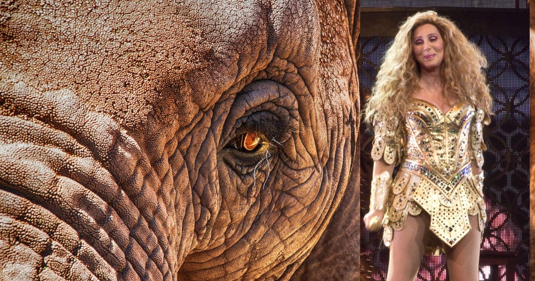How Cher Used her Superstar Status to Rescue an Elephant