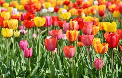 Best Things to Do in Chicago in the Spring