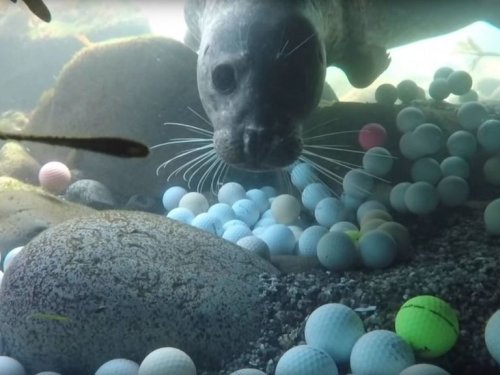 Teenage diver pulls 50,000 golf balls from ocean off Pebble Beach