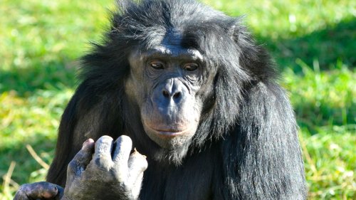 Humans understand chimps’ sign language, scientists reveal