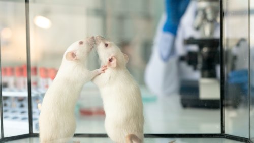 Scientists fear men could be wiped out as endangered rats lack male chromosome
