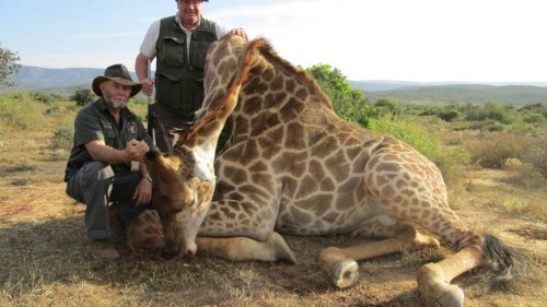 Brit trophy hunters pay thousands to shoot defenceless giraffes on sick safaris despite extinction fears