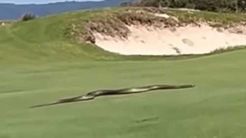 Shocking moment 'biggest snake ever' slithers across golf course terrifying fans