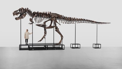 Entire skeleton of Tyrannosaurus rex set to fetch eye-watering sum at auction