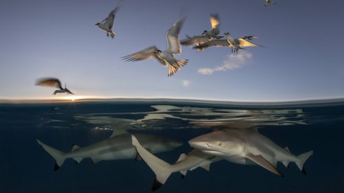 Incredible moment hungry sharks gather just below hovering seagulls